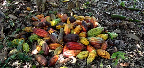 cacao pods picture